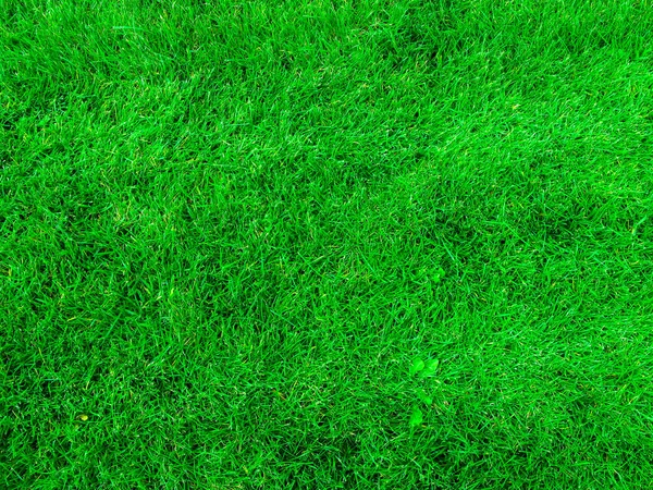 Zelený Trávník Letního Slunečného Dne Horní Pohled Pozadí Zelená Sekaná — Stock fotografie
