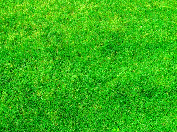 Grön Gräsmatta Solig Sommardag Högst Upp Bakgrund Grönt Klippt Gräs — Stockfoto
