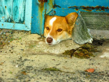 Köpek kafasını kapının altından dışarı çıkarttı. Kızıl saçlı güzel bir köpeğin portresi. Özel mülk koruması.