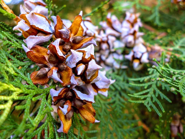 Yeşil bir arka planla çevrili eşkıyanın açılış konileri. Kozalaklı bir eşkıyanın dalları. Olgun koniler dalda. Thuja. Platycladus. Külahlar. (Thuja oksidentalis L.)
