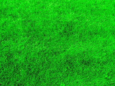 Yazın güneşli bir günde yeşil çimenler. Üst Manzara. Arkaplan yeşili biçilmiş çimenler. 