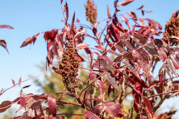 Leuchtend rote Herbstblätter am Ast — Stockfoto