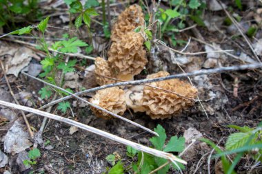 Morchella, gerçek mantarlar, anatomik olarak daha basit olan Morel mantarlarıyla yakından ilişkili yenilebilir bir mantar cinsidir.