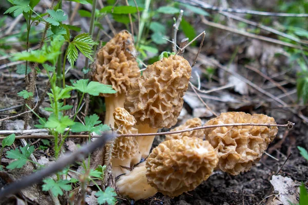 Morchella, gerçek mantarlar, anatomik olarak daha basit olan Morel mantarlarıyla yakından ilişkili yenilebilir bir mantar cinsidir.