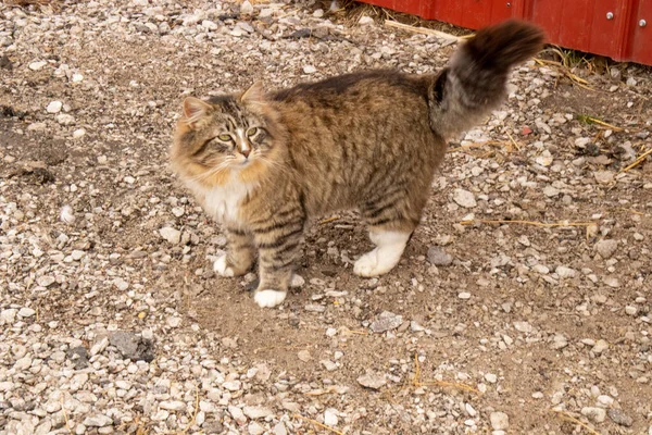 Fluffy Calico barn cat by the barn — Stock Photo, Image