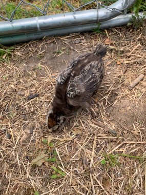 Paskalya yumurtası bebek arka bahçede. 