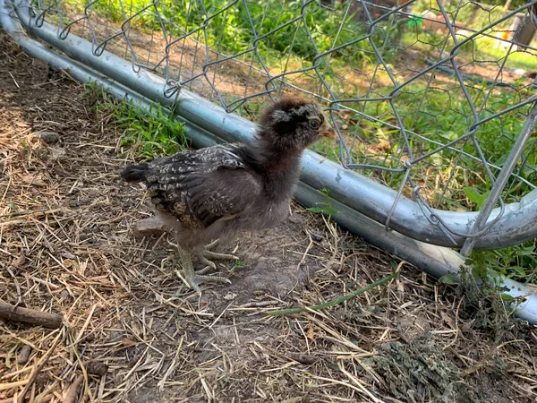 Zijaanzicht van Baby Pasen eierkuiken in de achtertuin — Stockfoto