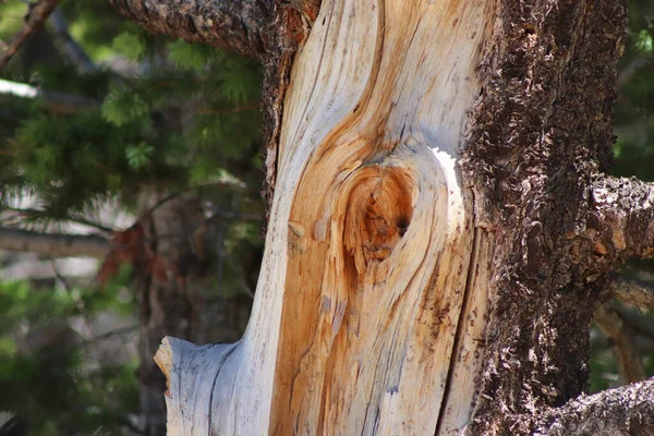 Старому Дереві Відсутня Кора Показує Прохолодний Вузол Високоякісна Фотографія — стокове фото