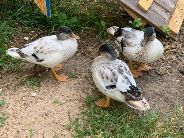 Very Colorfull Backyard Pet Snowy Call Ducks High Quality Photo — Stock Photo, Image