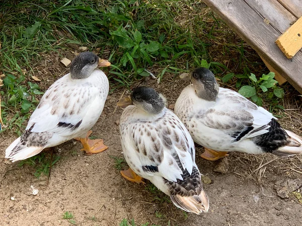 Sehr Bunte Hinterhof Pet Snowy Call Enten Hochwertiges Foto — Stockfoto