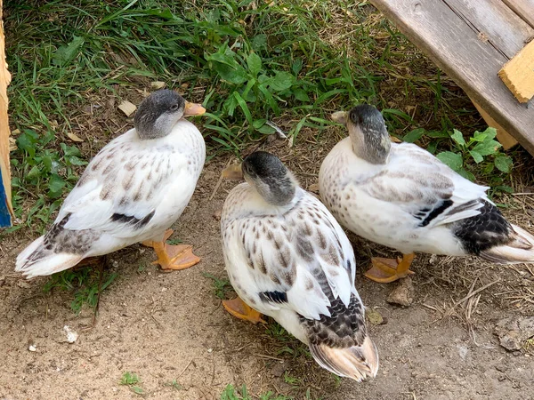 Very Colorfull Backyard Pet Snowy Call Ducks High Quality Photo — Stock Photo, Image