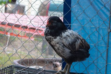 Genç arka bahçe tavuğu Paskalya yumurtası Horoz Siyah, kahverengi ve beyaz. Yüksek kalite fotoğraf