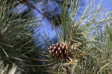 Ağaç dalında çam kozalağının yan açısı. Yüksek kalite fotoğraf