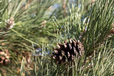 Ağaç dalında çam kozalağının yan açısı. Yüksek kalite fotoğraf