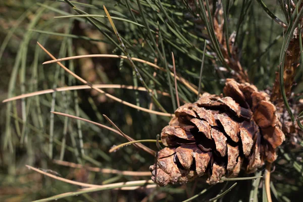Side Angle View Pine Cone Tree Branch High Quality Photo — Stock Photo, Image