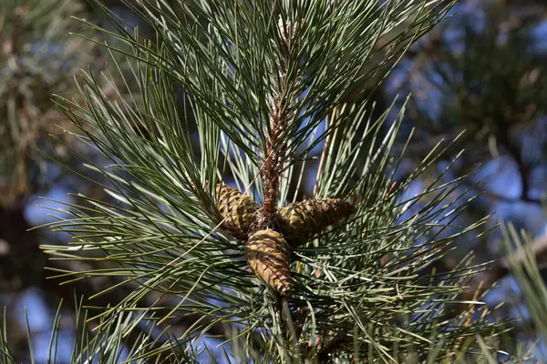 Seitenansicht Eines Kiefernzapfens Auf Einem Ast Hochwertiges Foto — Stockfoto