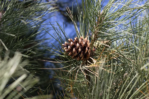 Seitenansicht Eines Kiefernzapfens Auf Einem Ast Hochwertiges Foto — Stockfoto