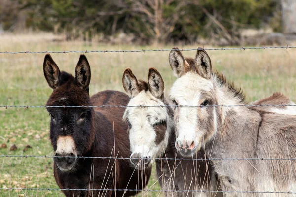 A group of brown and white donkeys standing next to a wire fence. High quality photo