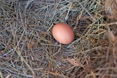 Saman yuvasında bir Bantam Tavuğu yumurtası 