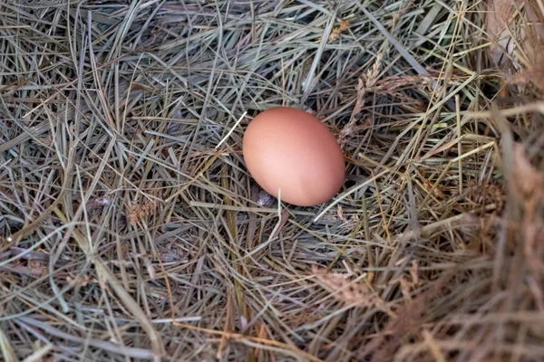 Un uovo di gallina Bantam ambientato nel nido di fieno — Foto Stock