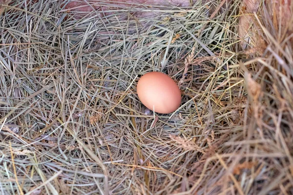 Um ovo de galinha Bantam no ninho de feno — Fotografia de Stock