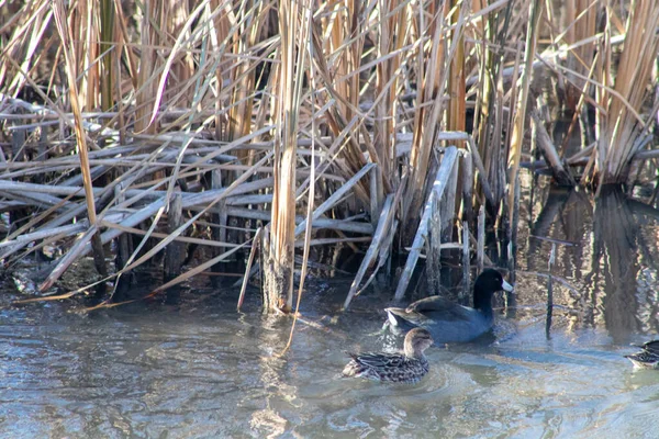 Wild Ducks Swimming Tall Grass High Quality Photo — Stock Photo, Image