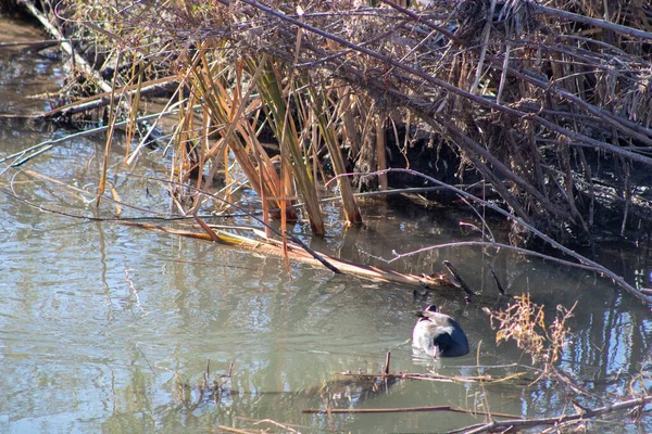 Wild Ducks Swimming Tree Branches Pond High Quality Photo — Stock Photo, Image