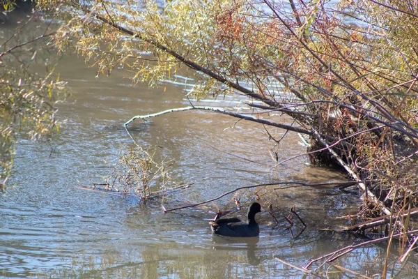 Wild Ducks Swimming Pond High Quality Photo — Stock Photo, Image
