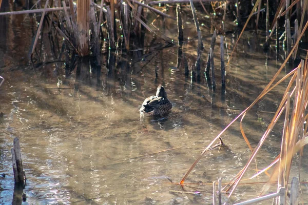 Wild Ducks Playing Pond High Quality Photo — Stock Photo, Image