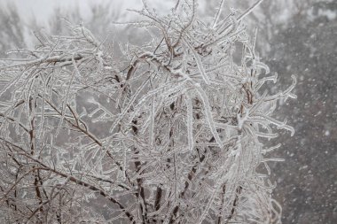 Nebraska 'da kış aylarında buzla kaplı çalılar. Yüksek kalite fotoğraf