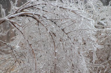 Ağaç dalları buzla kaplıydı. Yüksek kalite fotoğraf