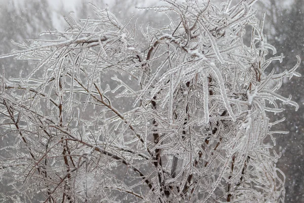 Ramos Árvores Cobertos Gelo Inverno Foto Alta Qualidade — Fotografia de Stock