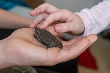 Çocuklar bebek kaplumbağayı yakından tutuyor. Yüksek kalite fotoğraf