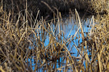 Nebraska 'daki Platte nehri boyunca akan nehir. Yüksek kalite fotoğraf