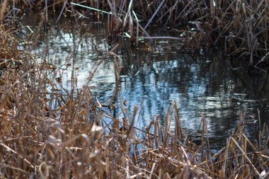 Nebraska 'daki Platte nehri boyunca akan nehir. Yüksek kalite fotoğraf