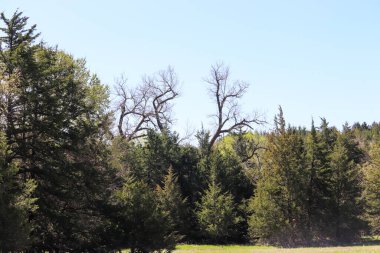 Ortasında uzun bir pamuk ağacı olan büyük sedir ağaçları sanırım geyik boynuzuna benziyor. Yüksek kalite fotoğraf
