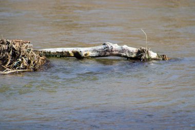 Platte Nehri 'nden Nebraska' ya doğru sürüklenen bir odun yığını. Yüksek kalite fotoğraf