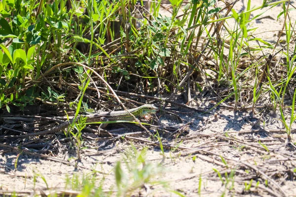 Sand Lizard River Nebraska High Quality Photo — Stock Photo, Image