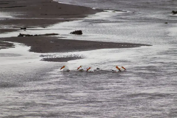 Pelicanos brancos americanos ao longo do rio niobrara nebraska — Fotografia de Stock