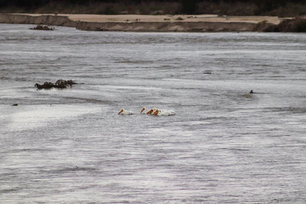 American white pelicans along the niobrara river nebraska — Stock Photo, Image