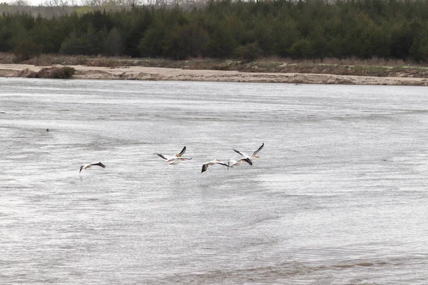 American white pelicans along the niobrara river nebraska — Stock Photo, Image