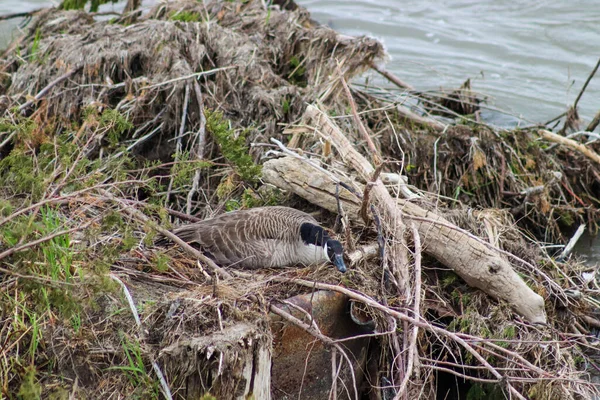 Goose on the Niobrara river in a pile of broken down trees — Stock Photo, Image