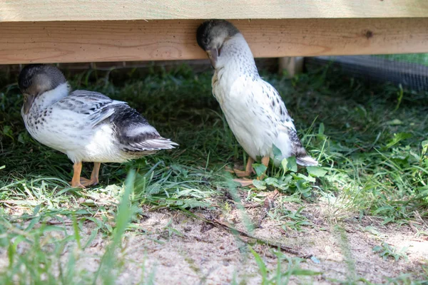 Very Colorfull Backyard Pet Snowy Call Ducks High Quality Photo — Stock Photo, Image