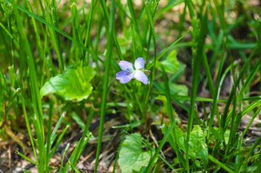 Nebraska 'da parlak, mor bir çiçek.