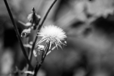 Nebraska 'da devedikeni otlarının sarı çiçekli siyah beyaz fotoğrafı 