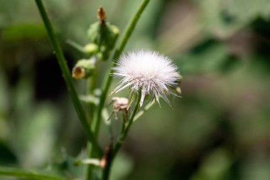 Nebraska 'da devedikeni otları eker sarı çiçeklerle 