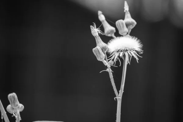 Nebraska 'da devedikeni otlarının sarı çiçekli siyah beyaz fotoğrafı 