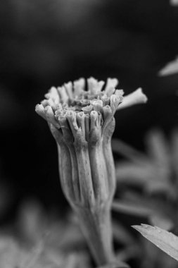 Siyah ve Beyaz Parlak Sarı Kasımpatılar yaz mevsiminde çiçek açıyor. Yüksek kalite fotoğraf