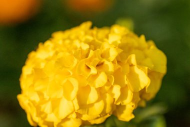 Parlak sarı kasımpatılar yazın çiçek açıyor. Yüksek kalite fotoğraf