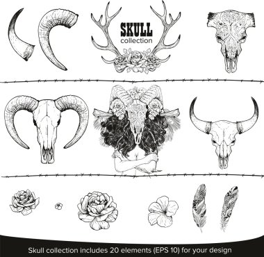 İnek kafatası koleksiyonu